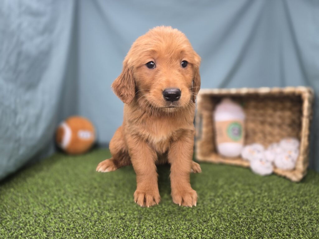 [#251076-06]  - Golden F Golden Retriever Puppies For Sale
