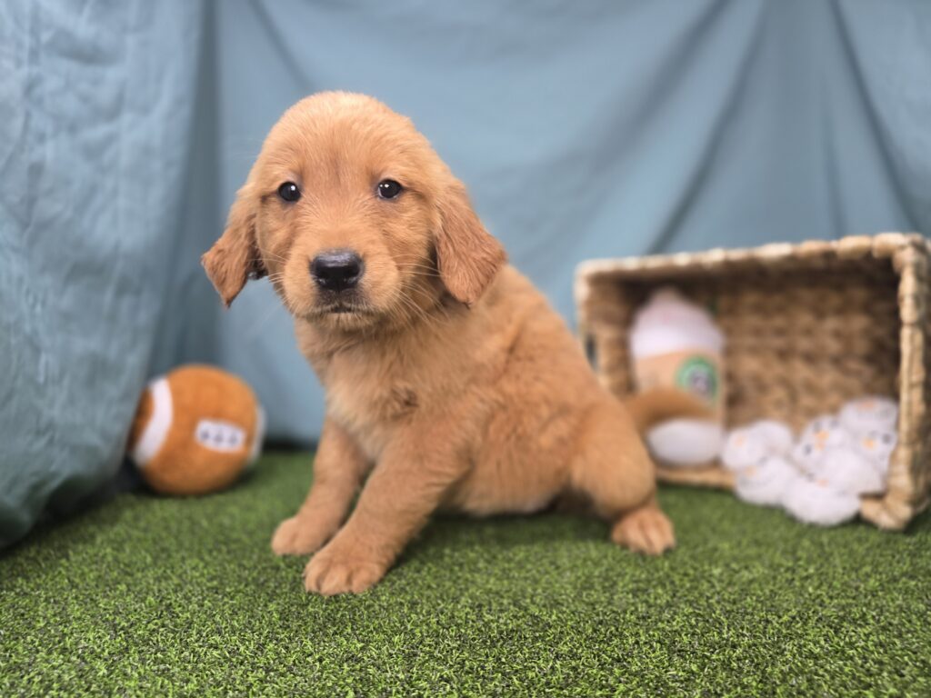 [#251076-08]  - Golden F Golden Retriever Puppies For Sale