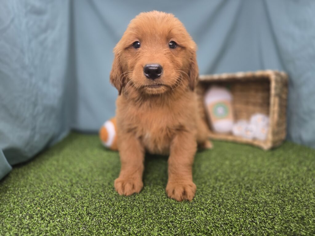 [#251076-09]  - Golden F Golden Retriever Puppies For Sale