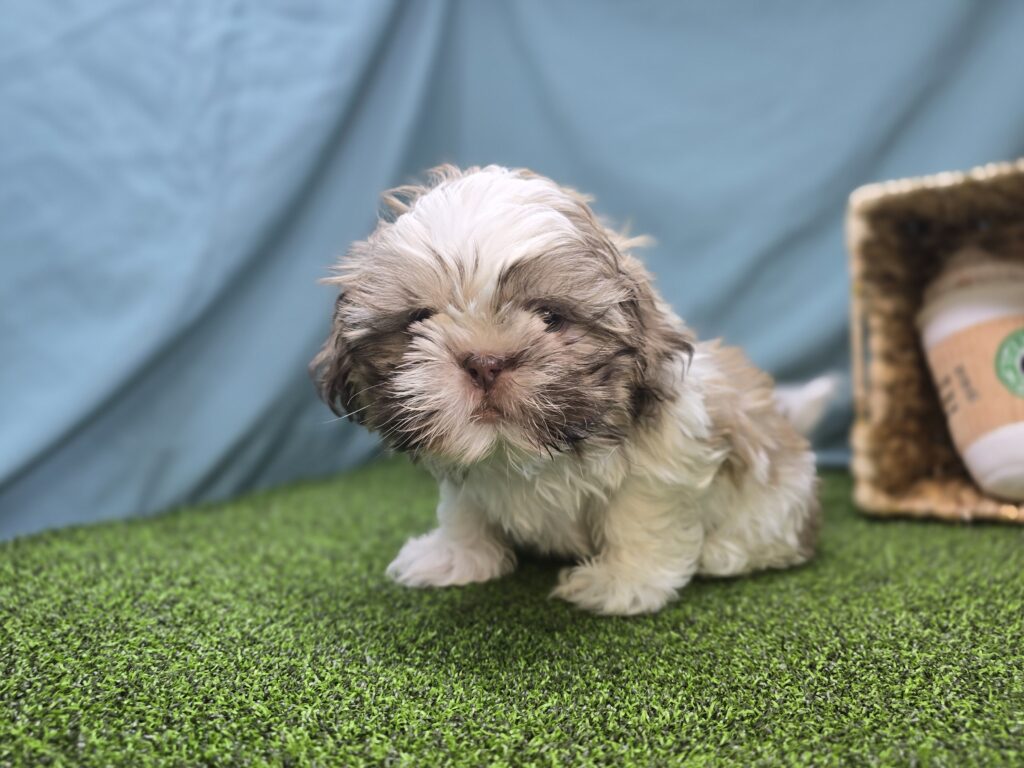 [#251065-01]  - White / Brown M Shih Tzu Puppies For Sale