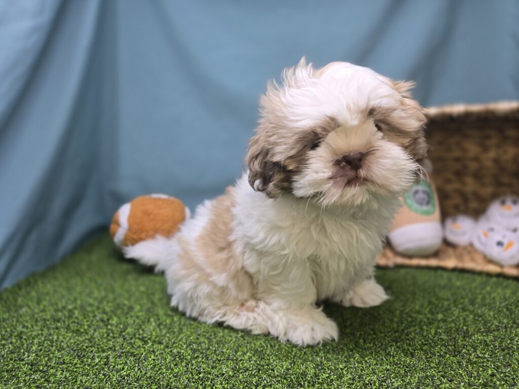 [#251065-02]  - White / Brown M Shih Tzu Puppies For Sale