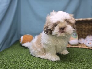 Shih Tzu
