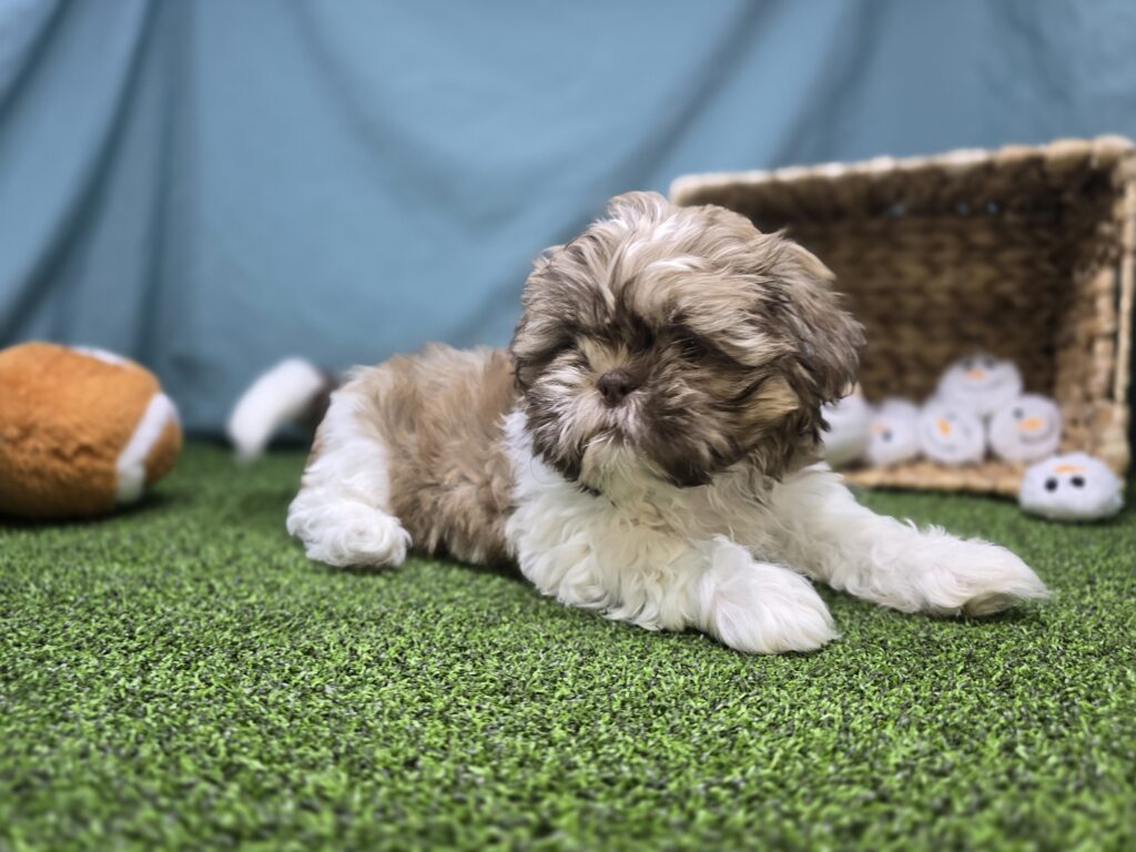 [#251065-04]  - White / Brown F Shih Tzu Puppies For Sale