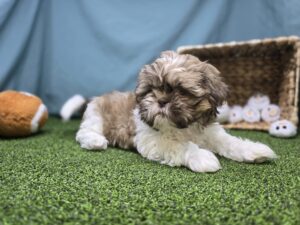 Shih Tzu