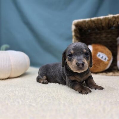 Dachshund - 1190 - Asher