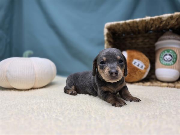 [#251016-01]  - Silver / Tan M Dachshund Puppies For Sale