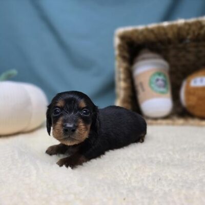 Dachshund - 1196 - Rumi