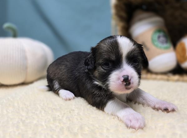 [#2529-02]  - Black M Chihuahua Puppies For Sale