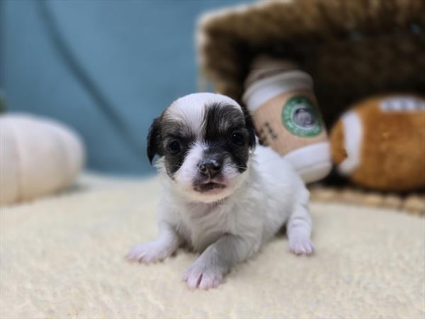 [#2529-04]  - White / Black M Chihuahua Puppies For Sale