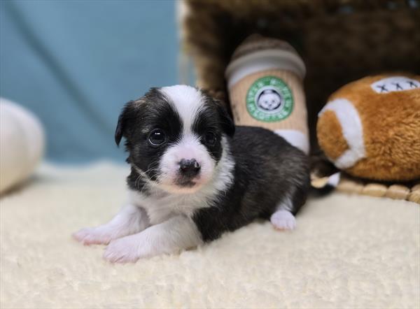 [#2529-05]  - Black / White F Chihuahua Puppies For Sale