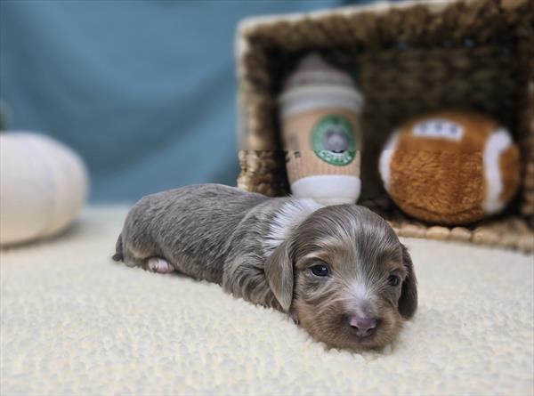 [#251041-03]  - Isabella F Dachshund Puppies For Sale