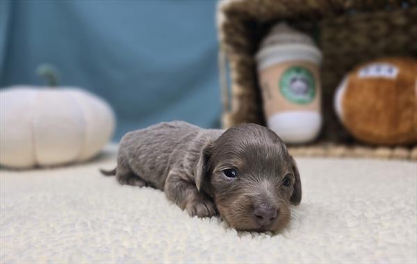 [#251041-04]  - Isabella F Dachshund Puppies For Sale