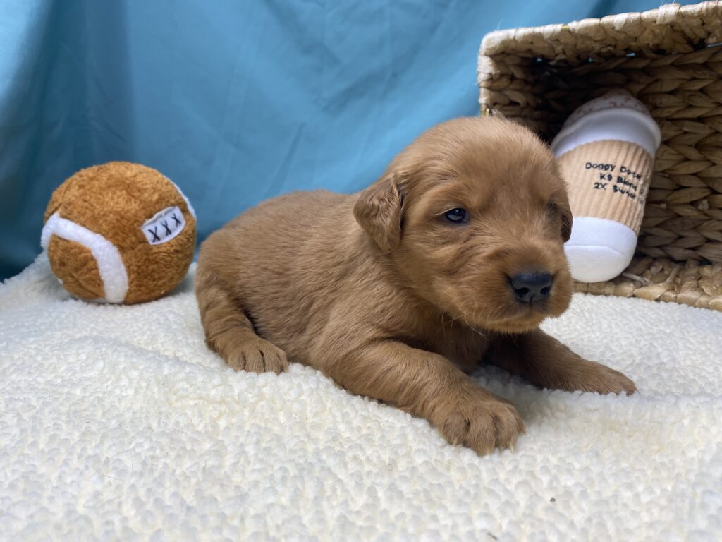 Lucy - Golden Retriever - Image 2