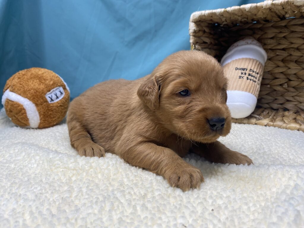 Lucy - Golden Retriever - Image 3