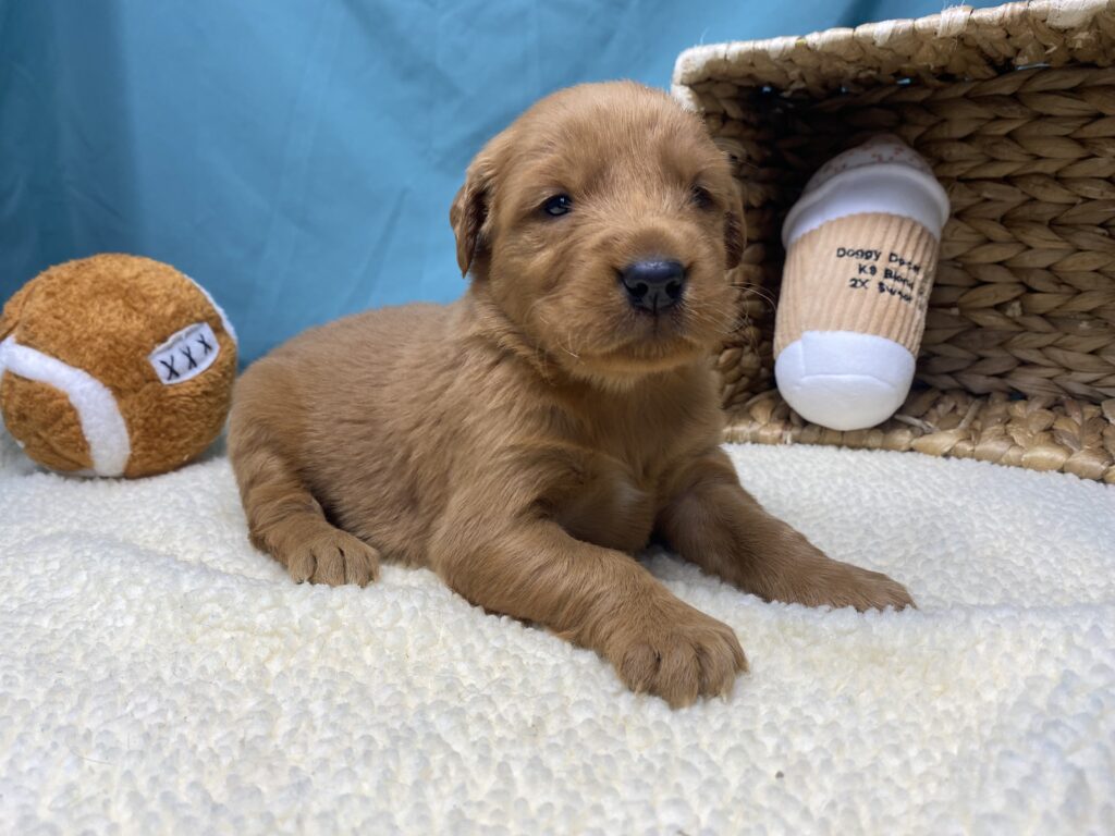 [#251076-09]  - Golden F Golden Retriever Puppies For Sale