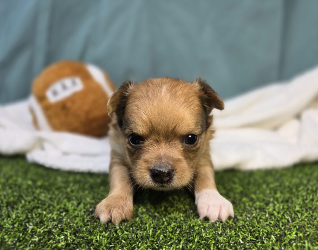 Charlie - Chihuahua - Image 2