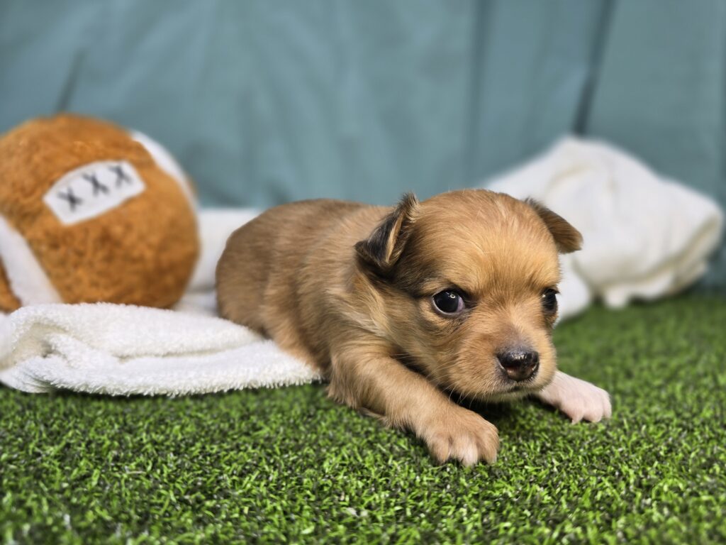 Charlie - Chihuahua - Image 3