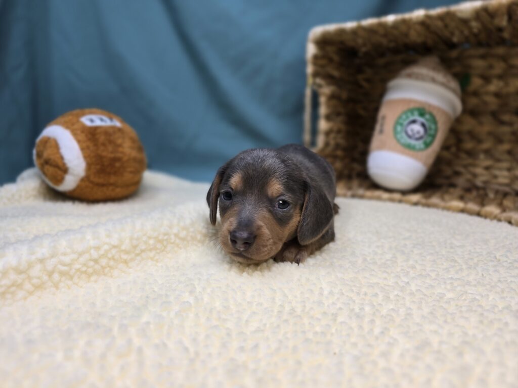 Flynn - Dachshund - Image 4