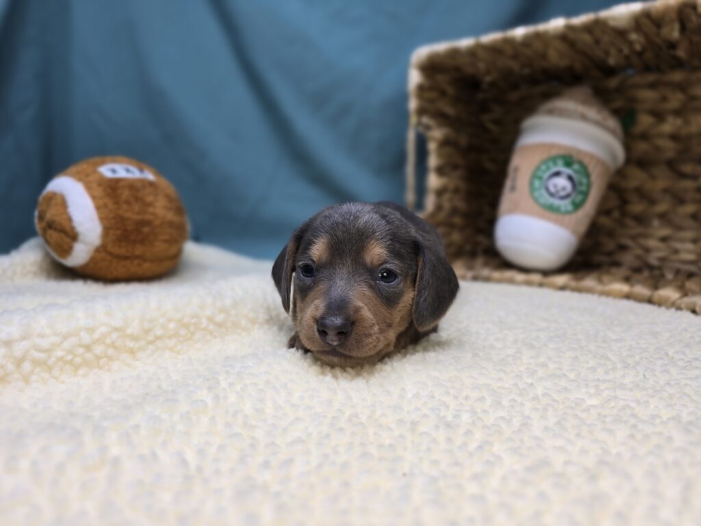 Flynn - Dachshund - Image 3