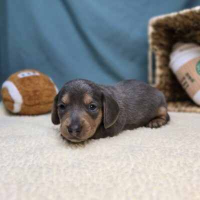 Dachshund - 1227 - Flynn