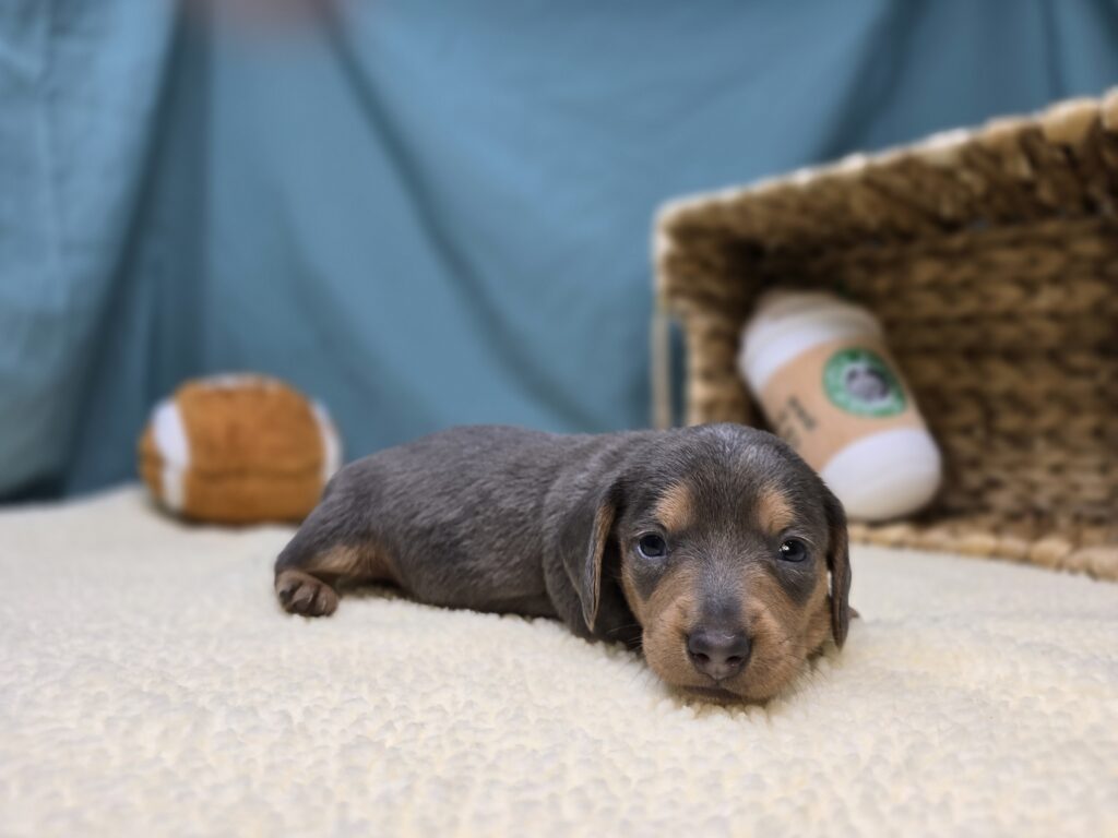 Flynn - Dachshund - Image 6