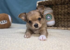 Chihuahua