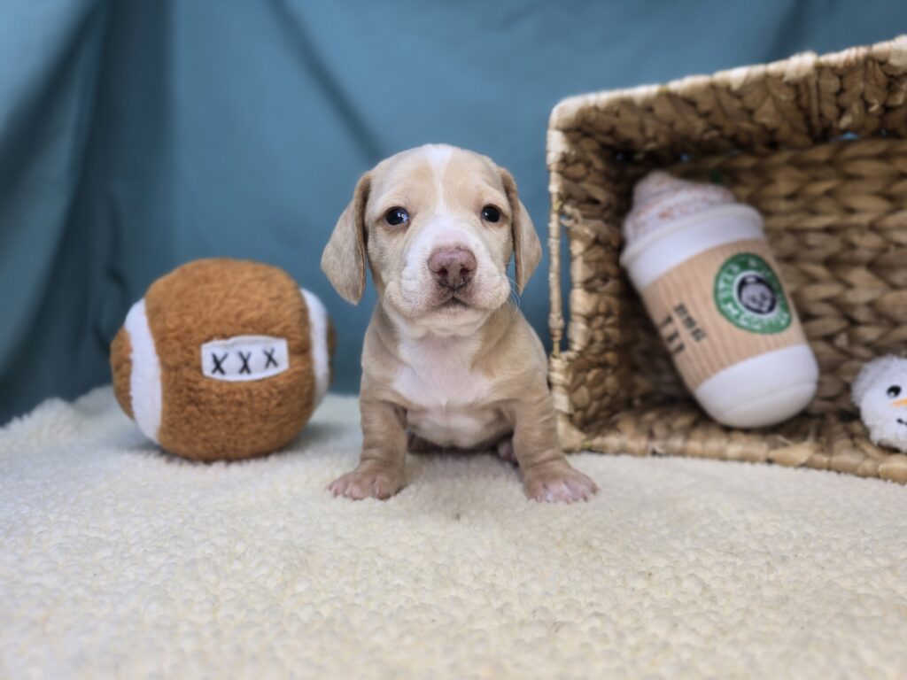 Ash - Dachshund - Image 6