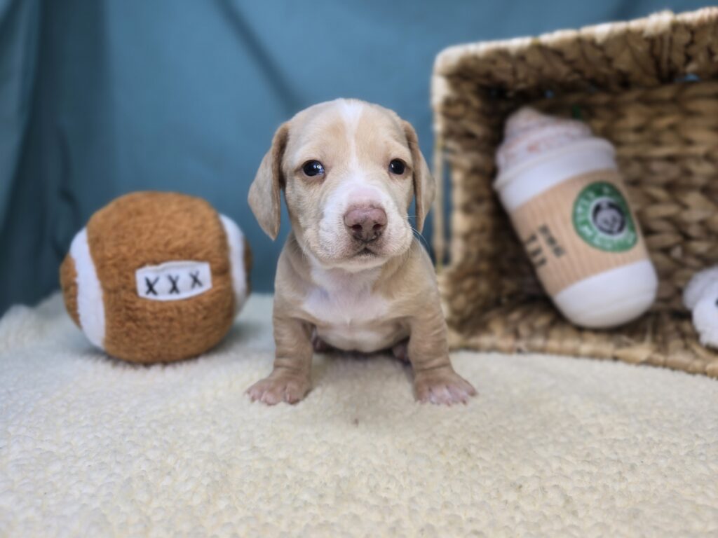 [#2649-01]  - Cream M Dachshund Puppies For Sale