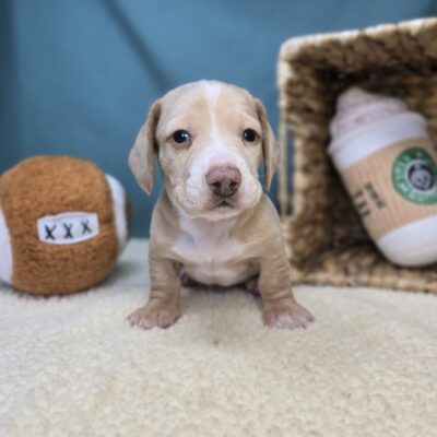 Dachshund - 1242 - Ash