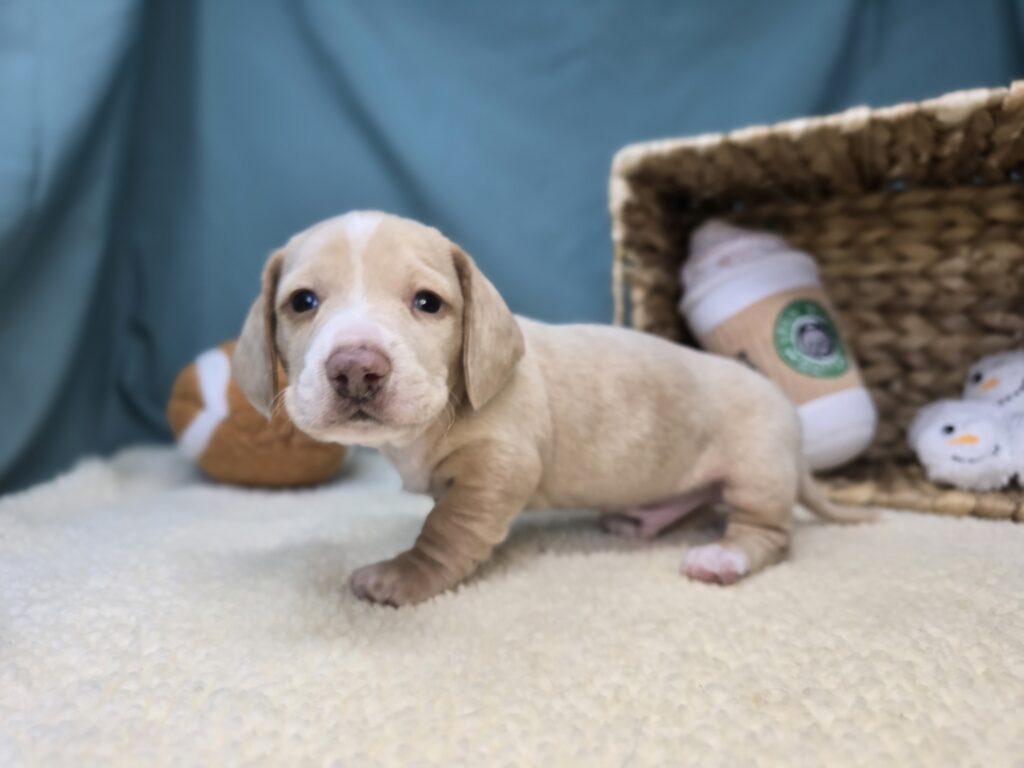 Ash - Dachshund - Image 5