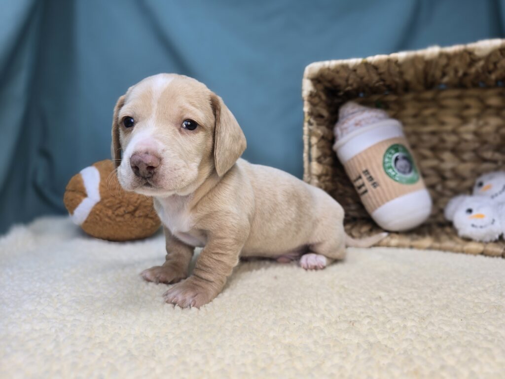 Ash - Dachshund - Image 4