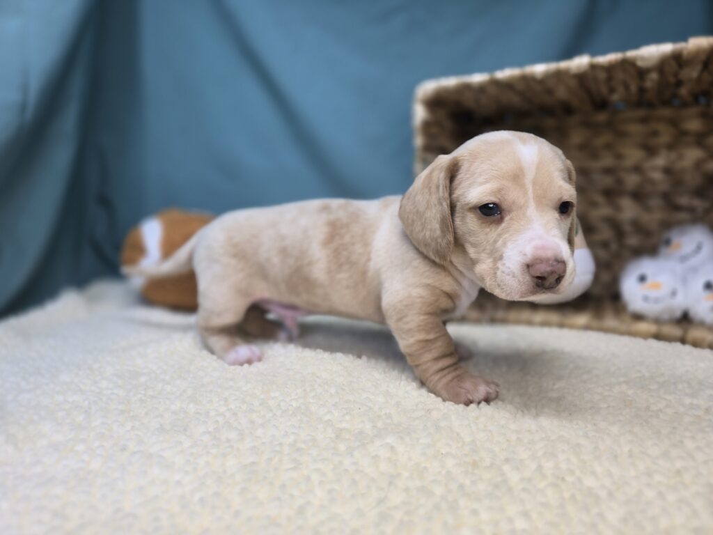 Ash - Dachshund - Image 3