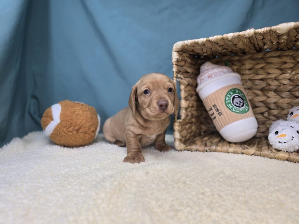 Winston - Dachshund - Image 6
