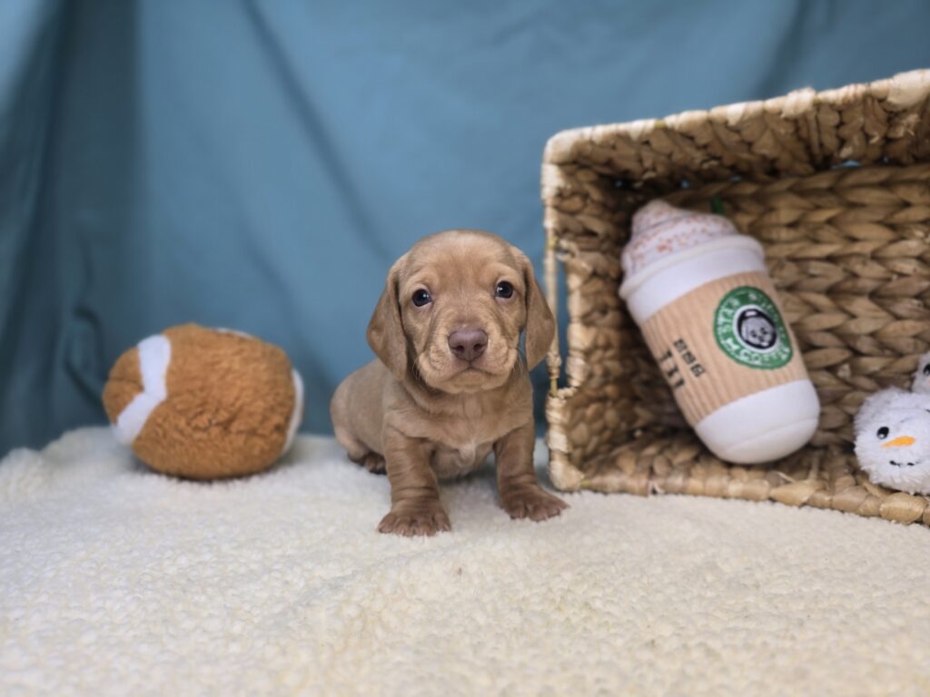 [#2649-02]  - Dark Cream M Dachshund Puppies For Sale