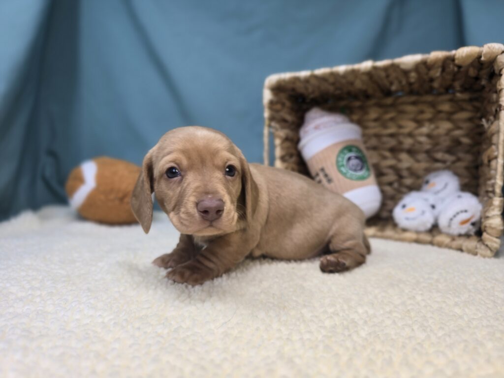 Winston - Dachshund - Image 5