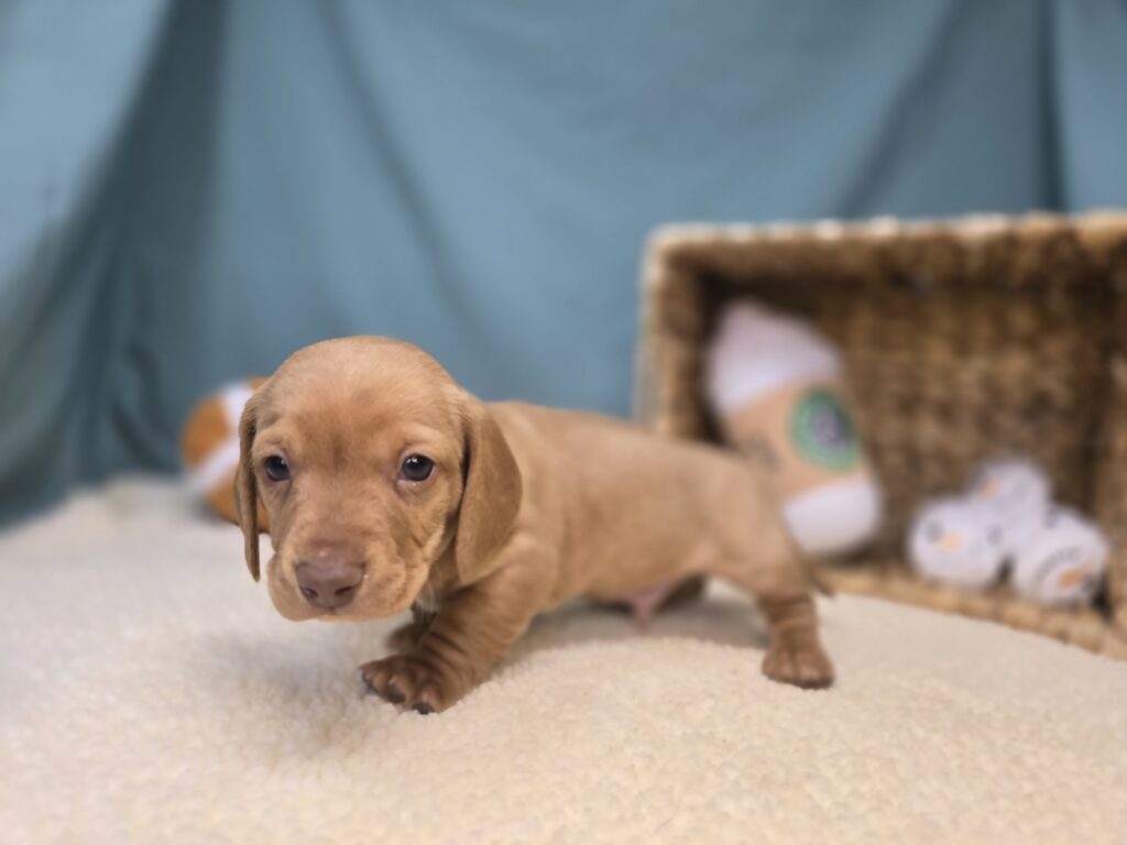 Winston - Dachshund - Image 4