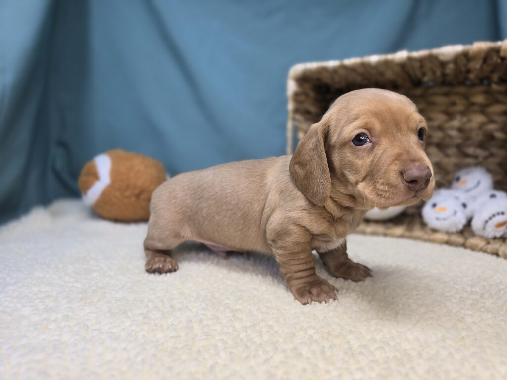 Winston - Dachshund - Image 2