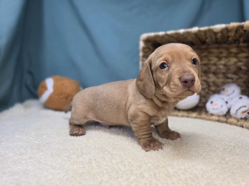 Winston - Dachshund - Image 3