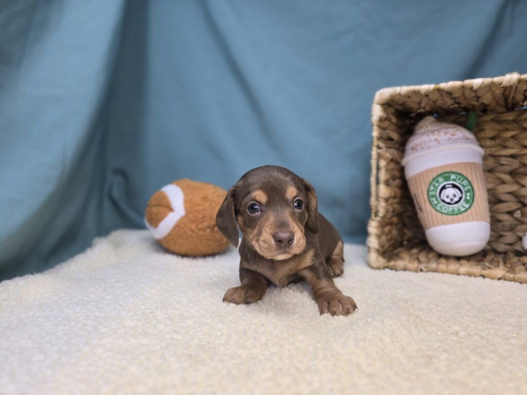 Sienna - Dachshund - Image 6