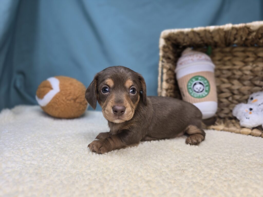 [#2649-03]  - Chocolate F Dachshund Puppies For Sale