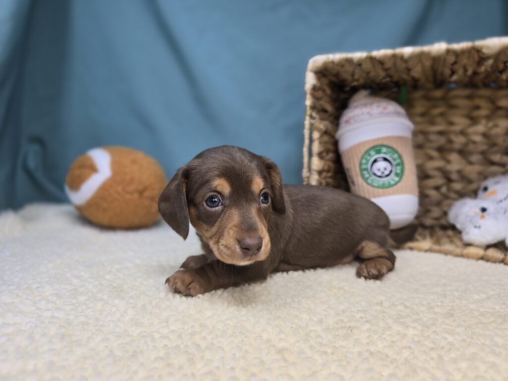 Sienna - Dachshund - Image 4