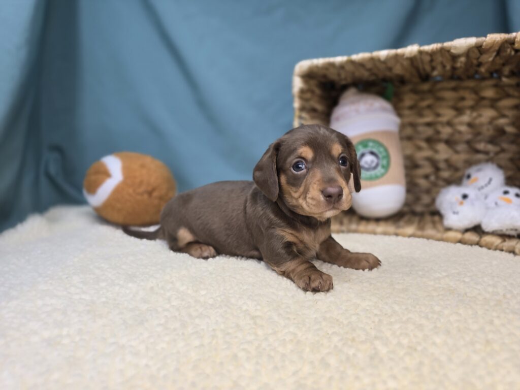 Sienna - Dachshund - Image 3