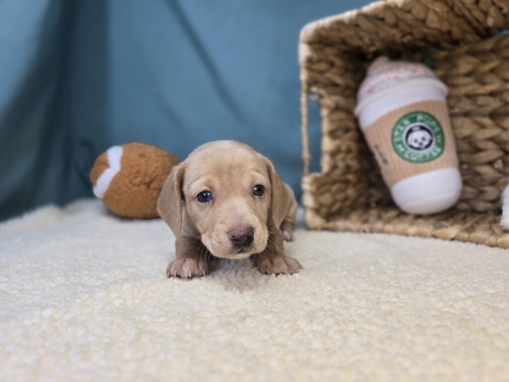 Buttercup - Dachshund - Image 6