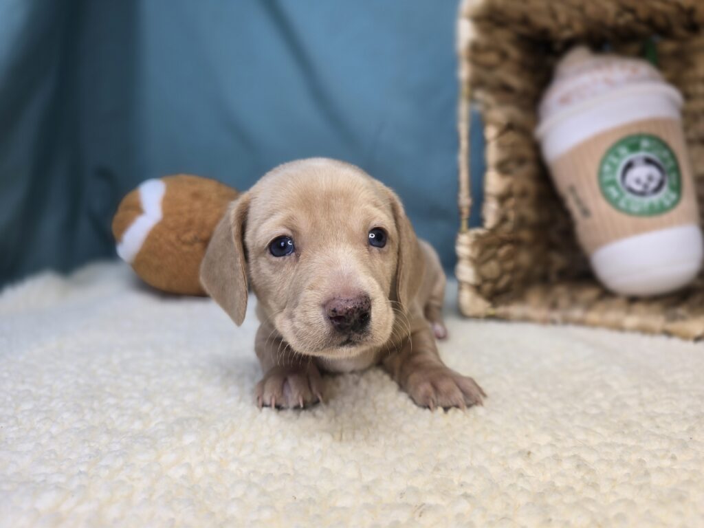 Buttercup - Dachshund - Image 5