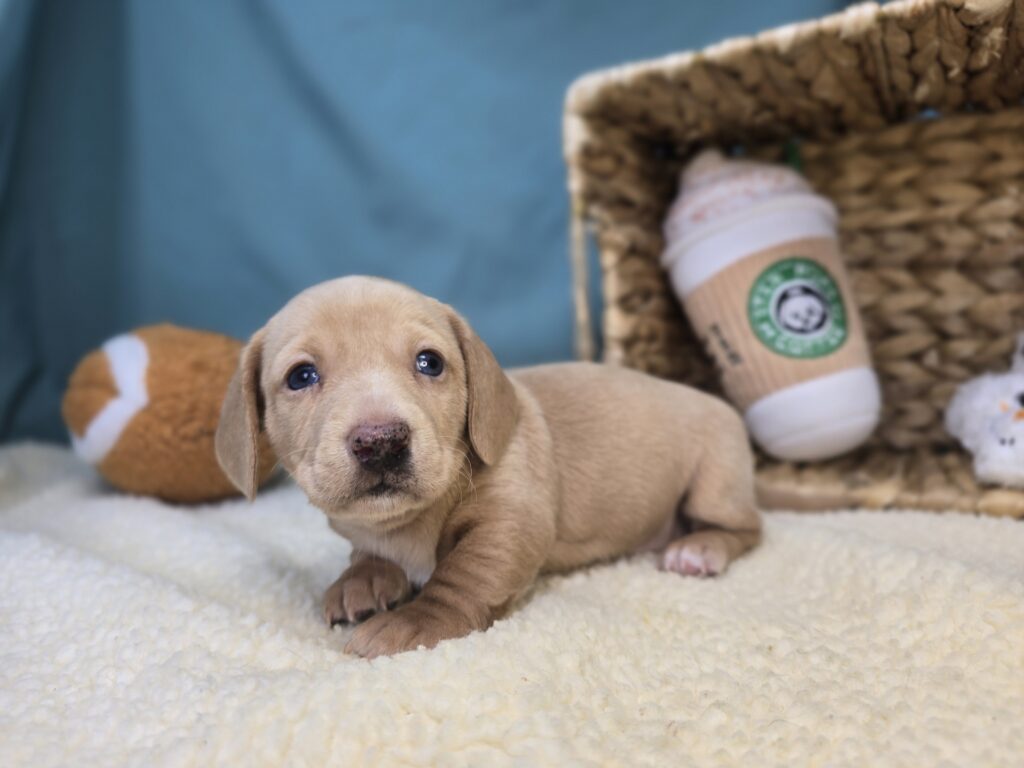 [#2649-04]  - Dark Cream F Dachshund Puppies For Sale