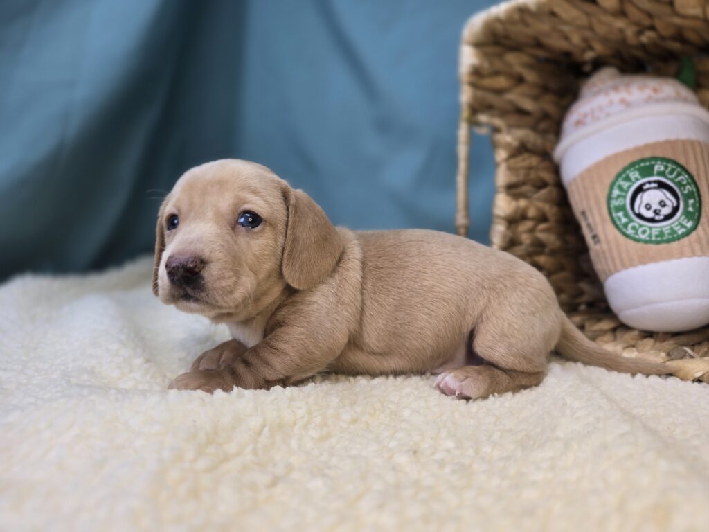 Buttercup - Dachshund - Image 4