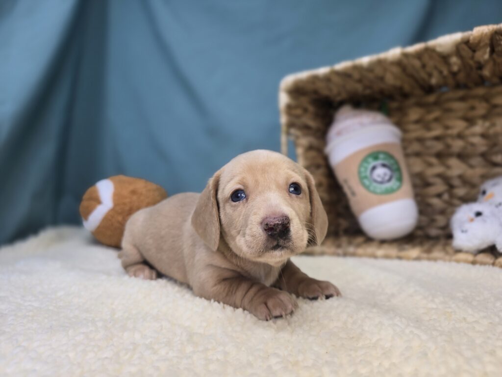 Buttercup - Dachshund - Image 3