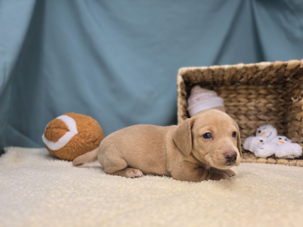 Buttercup - Dachshund - Image 2