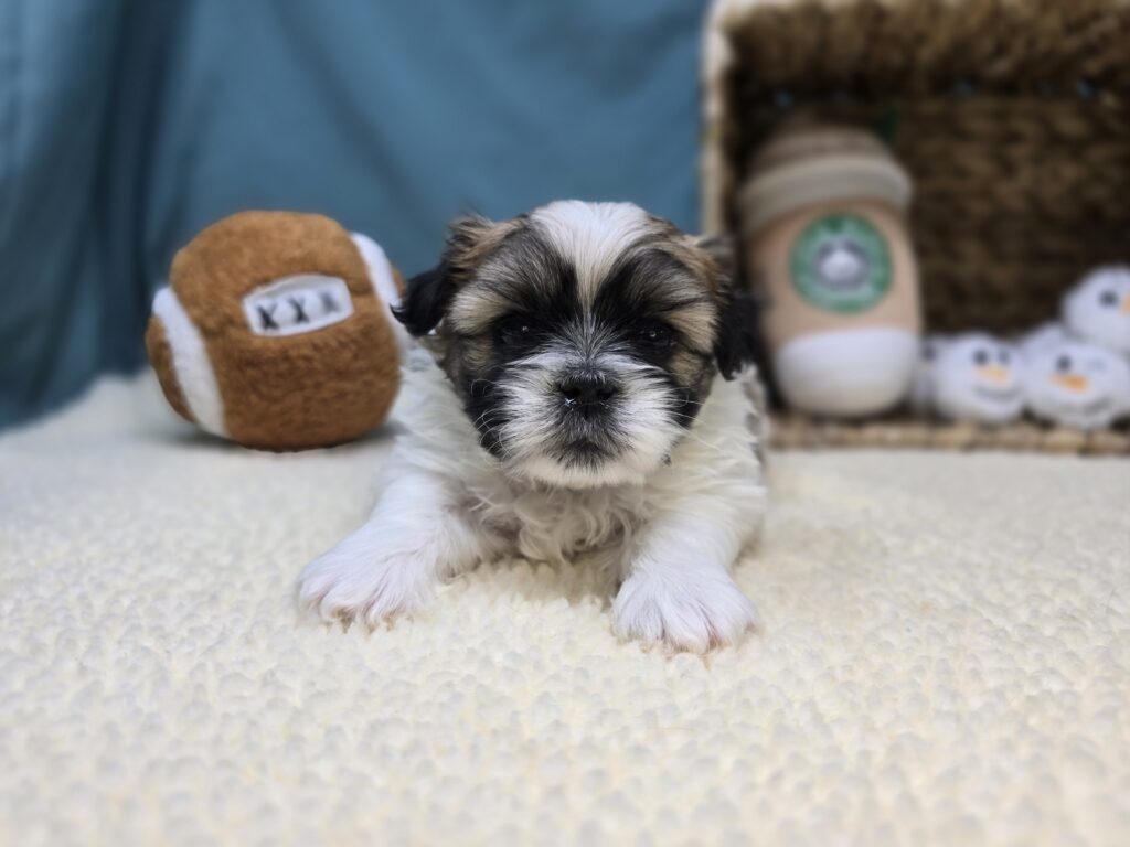 Monty - Bichon/Pekingese - Image 6