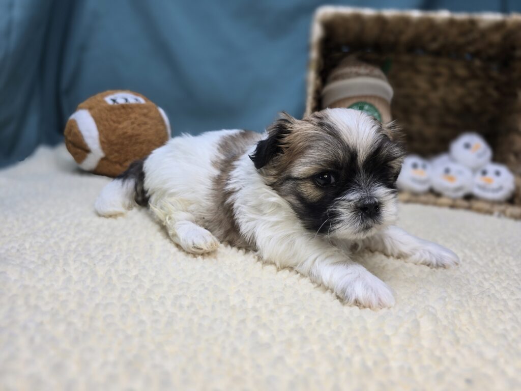 Monty - Bichon/Pekingese - Image 4